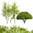 Árboles Real acer saccharinum primavera y palo verde - Pandora-land