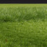 L'herbe Beau Prairie d'Été - Pandora-land