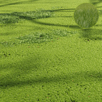 L'herbe Beau Prairie d'Été