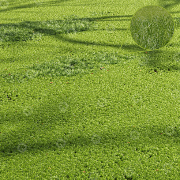 L'herbe Beau Prairie d'Été modèle 3D