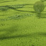 L'herbe Beau Prairie d'Été - Pandora-land