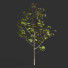 Árbol Ficus - Hemase