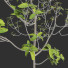 Árbol Ficus - Hemase