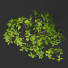 Árbol Ficus - Hemase