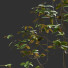 Árbol Ficus - Hemase
