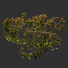 Árbol Ficus - Hemase