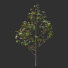 Árbol Ficus - Hemase