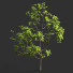 Árbol Ficus - Hemase