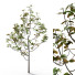 Árbol Ficus - Hemase