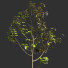 Árbol Ficus - Hemase