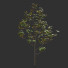 Árbol Ficus - Hemase