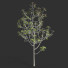 Árbol Ficus - Hemase