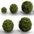 Bushes Boxwood Spherical Collection - Hemase