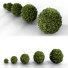 Bushes Boxwood Spherical Collection - Hemase
