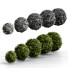 Bushes Boxwood Spherical Collection - Hemase