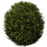 Bushes Boxwood Spherical Collection - Hemase