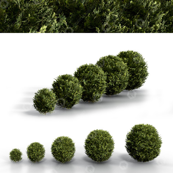 Bushes Boxwood Spherical Collection 3D model