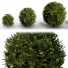 Bushes Boxwood Spherical Collection - Hemase