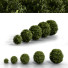 Bushes Boxwood Spherical Collection - Hemase