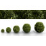 Bushes Boxwood Spherical Collection - Hemase