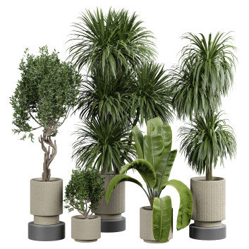 Plantes en pot  480 pour intérieur Modèle 3D