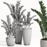 Topfpflanzen Zamioculcas zamiifolia - SpinelCGI