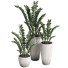 Topfpflanzen Zamioculcas zamiifolia - SpinelCGI