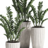 Topfpflanzen Zamioculcas zamiifolia - SpinelCGI