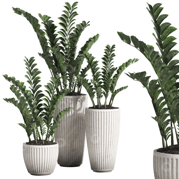 Topfpflanzen Zamioculcas zamiifolia 3D-Modell