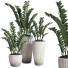 Topfpflanzen Zamioculcas zamiifolia - SpinelCGI