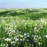Hierba Hermoso Césped con Libertia Grandiflora - Pandora-land