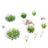 Hierba Hermoso Césped con Libertia Grandiflora - Pandora-land