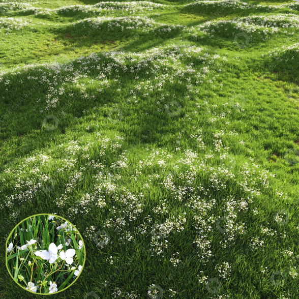 Hierba Hermoso Césped con Libertia Grandiflora Modelo 3D
