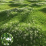Hierba Hermoso Césped con Libertia Grandiflora - Pandora-land