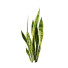 Büsche Sansevieria Kollektion - Hemase