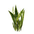 Büsche Sansevieria Kollektion - Hemase