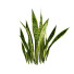 Büsche Sansevieria Kollektion - Hemase