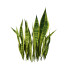 Büsche Sansevieria Kollektion - Hemase