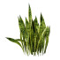 Büsche Sansevieria Kollektion - Hemase