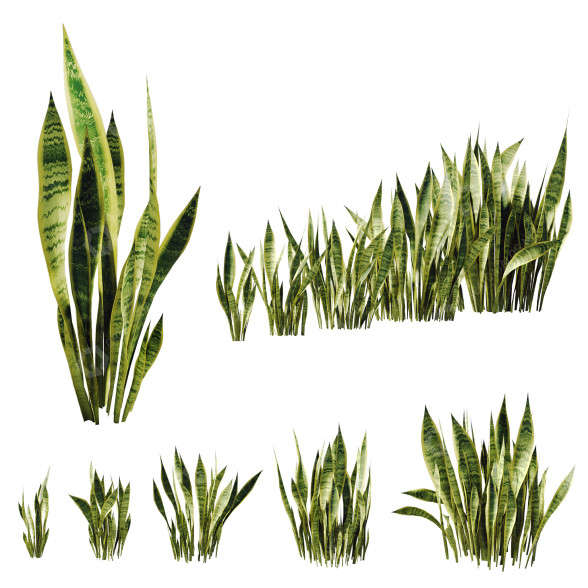 Büsche Sansevieria Kollektion 3D-Modell