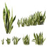 Büsche Sansevieria Kollektion - Hemase