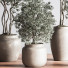Plantes en pot Ensemble intérieur 044 - nasrinrad