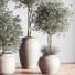 Plantes en pot Ensemble intérieur 044 - nasrinrad