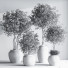 Plantes en pot Ensemble intérieur 044 - nasrinrad
