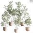 Plantes en pot Ensemble intérieur 045 - nasrinrad