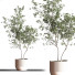 Plantes en pot Ensemble intérieur 045 - nasrinrad