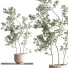 Plantes en pot Ensemble intérieur 045 - nasrinrad