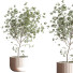 Plantes en pot Ensemble intérieur 045 - nasrinrad