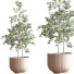 Plantes en pot Ensemble intérieur 045 - nasrinrad