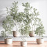Plantes en pot Ensemble intérieur 045 - nasrinrad